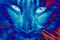 lee mcintyre nice kitty?! 2014