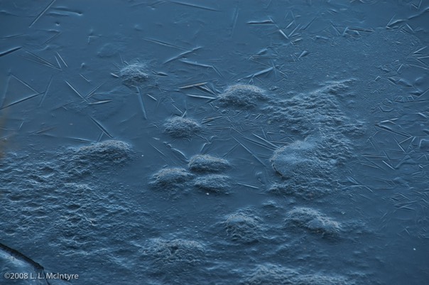 Ice on Lost Lagoon